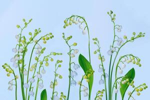 flowers lily of the valley on a light background. photo