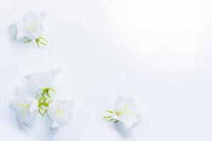 delicado natural floral antecedentes. campanilla flor en naturaleza de cerca con suave enfocar. foto