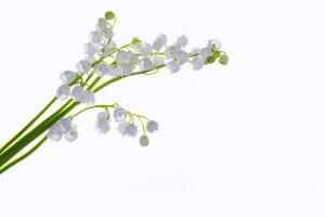 White flowers of lily of the valley. Convallaria majalis, isolated on white background. photo