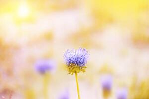 wild meadow pink flowers against a background of sunlight. Autumn background. fields. photo