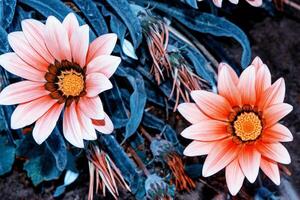 coloridas flores de crisantemo sobre un fondo del paisaje otoñal foto