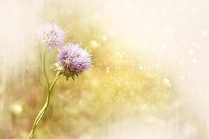 Bright blue flowers. Nature. Wildflowers outdoors photo