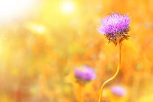 wild meadow pink flowers against a background of sunlight. Autumn background. fields. photo