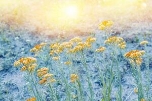 wild meadow pink flowers against a background of sunlight. Autumn background. fields. photo