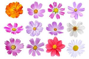 Bright colorful cosmos flowers isolated on white background. photo