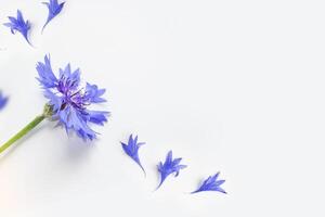 Natural floral background from petals of a cornflower flower. Composition. photo