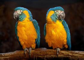 Pair of Blue and yellow macaws photo