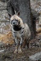 Portrait of Arabian striped hyaena photo