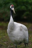 Portrait of Red crowned crane photo