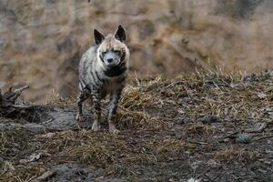 Portrait of Arabian striped hyaena photo