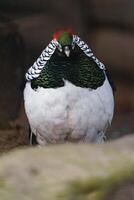 Lady Amherst's pheasant in zoo photo