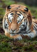 Portrait of Siberian tiger in zoo photo