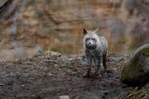 Portrait of Arabian striped hyaena photo