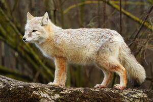 Portrait of Corsac fox in zoo photo