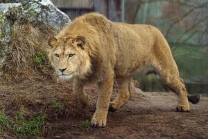 retrato de león en zoo foto