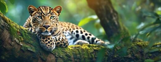 ai generado un relajado leopardo salones en un árbol rama en un lozano verde bosque. esta sorprendentes imagen capturas el majestuoso felino en sus natural hábitat, exudando un sentido de calma y poder foto