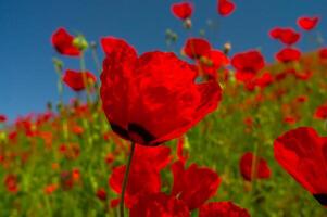 A sea of red poppies flourishes under the azure sky, petals fluttering in the breeze, vivid and lush amidst the greenery, a testament to the vibrant life of springtime. photo