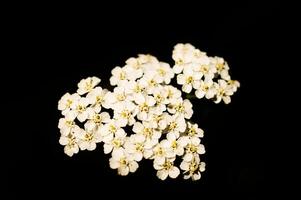 White flowers on the index of a flower with dark background. Plants photo