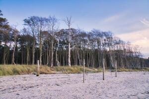On the coast of the Baltic Sea. Forest, behind the dunes on the sandy beach. Nature photo
