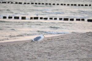 Gaviota en pie en el playa de el báltico mar. espigones alcanzando dentro el mar foto