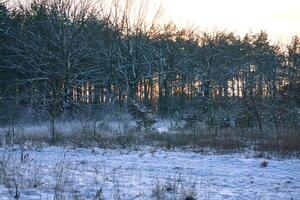 Winter landscape with trees on the edge of a field covered with snow. Winter land photo