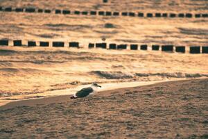 Seagull standing on the beach of the Baltic Sea. Groynes reaching into the sea photo