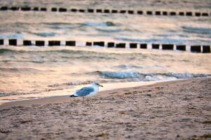 Gaviota en pie en el playa de el báltico mar. espigones alcanzando dentro el mar foto