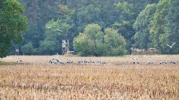 Cranes at a resting place on a harvested corn field in front of a forest. photo