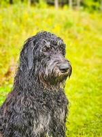 Portrait of a wet Goldendoodle . The dog is sitting with wet curly long black fur photo