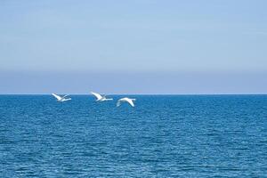 three mute swans in flight over the Baltic Sea. White plumage in the large birds photo