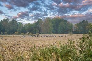 Cranes at a resting place on a harvested corn field in front of a forest. Birds photo
