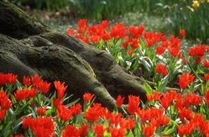 a tree trunk is surrounded by red flowers photo