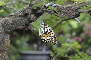 mariposa colgando en árbol sucursales. foto