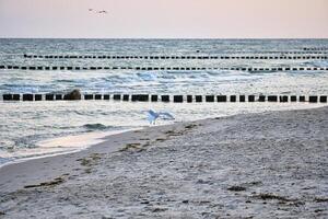 Seagull flying on the beach of the Baltic Sea. Groynes reaching into the sea photo