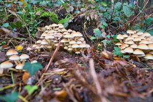 A group of mushrooms in the forest on the forest floor. Moss, pine needles. photo