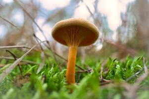 Orange filigree mushrooms in moss on forest floor. Macro view from the habitat photo