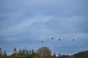 Two cranes fly over trees in a forest. Migratory birds on the Darss. Baltic Sea. photo