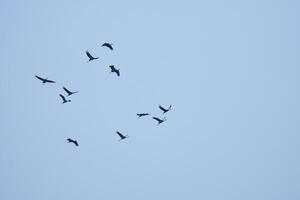 grua grupo en el cielo en v formación. migratorio aves en su regreso viaje foto