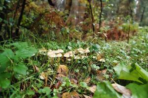 un grupo de hongos en el bosque en el bosque piso. musgo, pino agujas foto