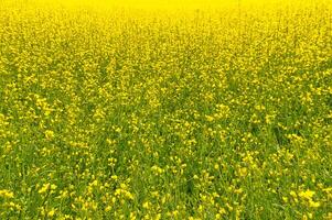 Rape with yellow flowers in the canola field. Foreground highlighted photo