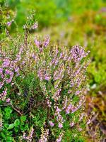 Erica  in autumn light with beautiful bokeh. Pink, white and green photo