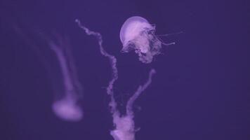 Transparent Bay Nettle and Sea Nettle Jellyfish video