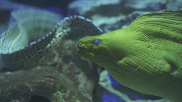 Gymnothorax javanicus, The Giant Moray is a Large Eel video