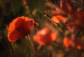 poppies in the sun photo