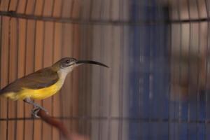 pijantung kecil bird. This bird is a type of bird that eats banana nectar, ginger, insects, caterpillars, spiders and has a habitat in hill forests, lowlands and secondary forests. photo
