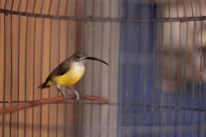 pijantung Kecil pájaro. esta pájaro es un tipo de pájaro ese come plátano néctar, jengibre, insectos, orugas, arañas y tiene un habitat en colina bosques, Tierras Bajas y secundario bosques foto