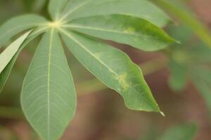 cassava leaves with a blurred background photo