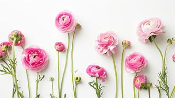 AI generated Assorted Pink Ranunculus Flowers on White Background photo