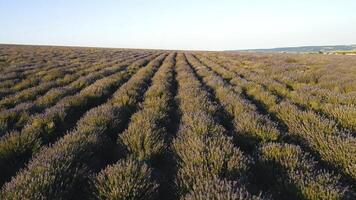 hermosa ver de el interminable lavanda campo en el amanecer rayos de el Dom. disparo. amanecer terminado un verano lavanda campo en provenza, Francia. foto