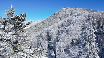 aereo fuco Visualizza di congelato alberi nel il foresta. montagna paesaggio su un' soleggiato inverno giorno. video